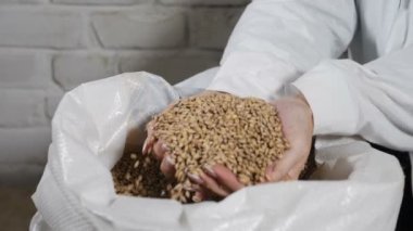 Bira kavramı. 4 k bira fabrikasında çuval içine tahıl parmaklarımın arasından dökülen brewer Close-up