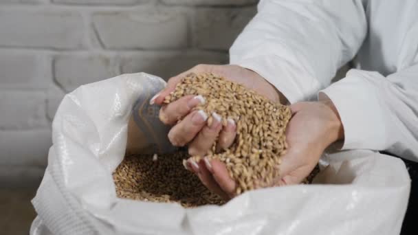 Brewery concept. Close-up of brewer pouring grains through fingers into sack at brewery factory 4k — Stock Video