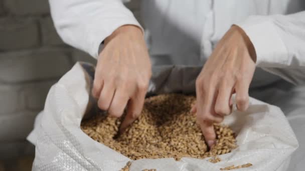 Concept de brasserie. Gros plan du brasseur versant des grains par les doigts dans le sac à l'usine de brasserie 4k — Video