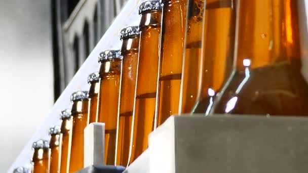 Brouwerij thema. transportband in fles fabriek - bierflesjes in productie en bottelen. Technologische lijn voor het bottelen van het bier in de brouwerij. 4k — Stockvideo