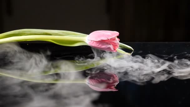 Schöne gefrorene Tulpenblüte mit Rauch in Zeitlupe. Blütenfrosch in flüssigem Stickstoff. schwarzer Hintergrund. hd — Stockvideo