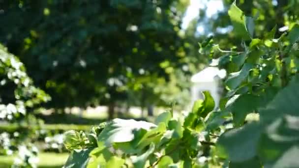 Un plano constante y de cerca de una pequeña manzana verde creciendo en el árbol. Efecto de retroiluminación natural con destello de lente. Ramas de manzano balanceándose del viento con un fondo luminoso pulsátil activo. 4 k vídeo — Vídeo de stock