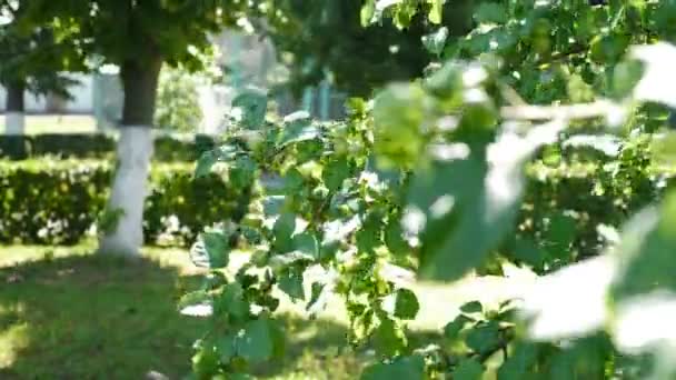 Beau soleil brillant à travers les feuilles vertes. petites pommes vertes poussant sur l'arbre. Effet rétro-éclairage naturel avec fusée éclairante. branches de pommier oscillant du vent avec la lumière battante active — Video