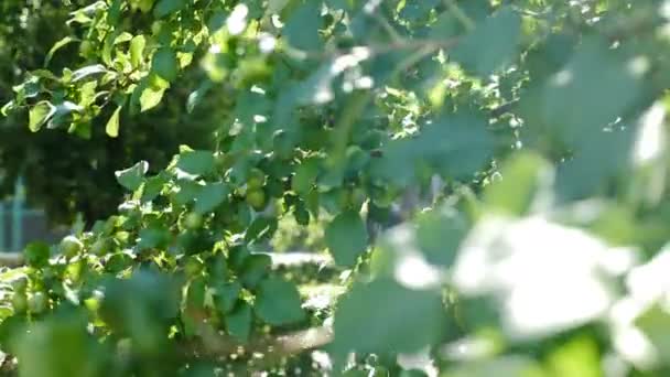 緑の葉を通してサンシャイン。小さな緑のリンゴが木に生えています。レンズフレアによる自然なバックライト効果。アクティブスレーキングライトバックで風から揺れるアップルの木の枝。4 kビデオ — ストック動画