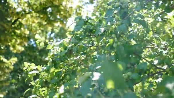 나무 위에서 자라고 있는 작은 초록색 사과들을 천천히, 가까이 서 찍은 사진입니다. 렌즈 플레어의 자연적 인 백광 효과. 애플 나무 가지들이 활기찬 배경을 가지고 바람에서 흔들리고 있다. 4k 비디오 — 비디오