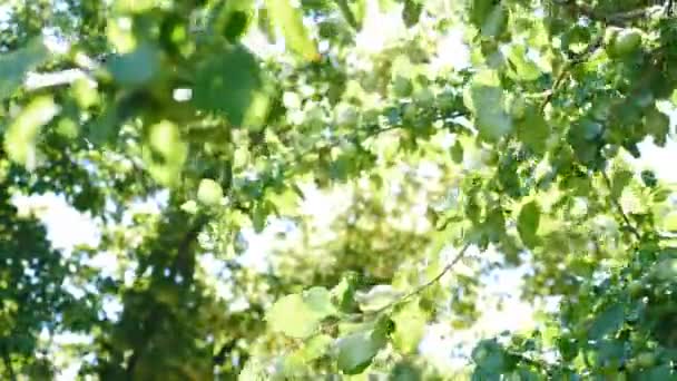 Sinar matahari yang indah melalui daun hijau. apel hijau kecil tumbuh di pohon. Efek cahaya belakang alami dengan pijar lensa. Cabang pohon apel berayun dari angin dengan cahaya berdenyut aktif — Stok Video