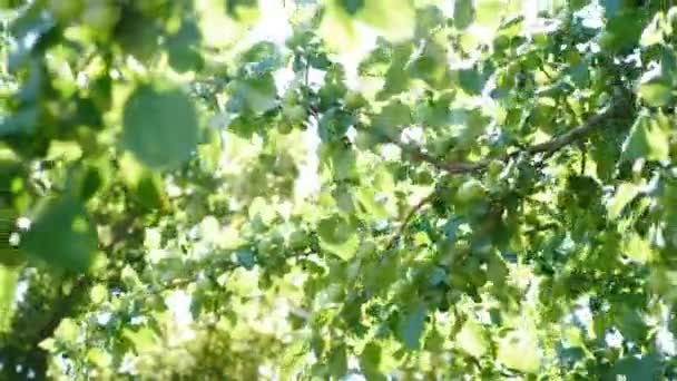 Un plano constante y de cerca de una pequeña manzana verde creciendo en el árbol. Efecto de retroiluminación natural con destello de lente. Ramas de manzano balanceándose del viento con un fondo luminoso pulsátil activo. 4 k vídeo — Vídeos de Stock