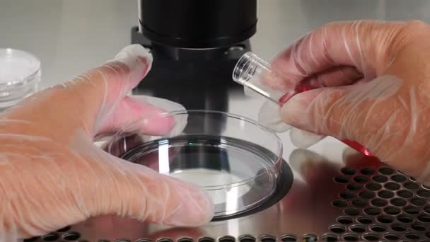 Крупный план процедуры ЭКО. Эмбриолог в защитных перчатках сбрасывает среду из пластиковой пробирки в чашку Петри, собирает яйца с иглой пипетки денудации. образцы в биологической лаборатории. 4 месяца — стоковое видео