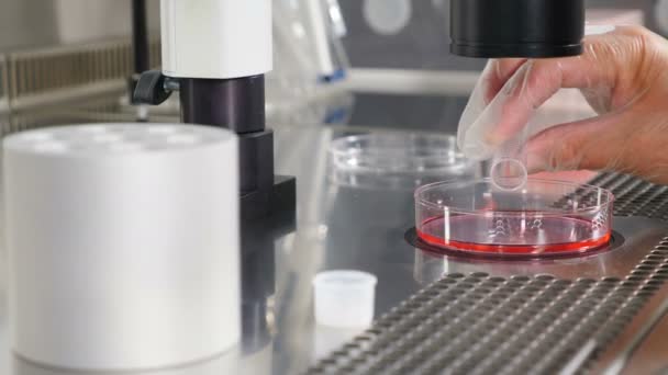 Κοντινό πλάνο της εξωσωματικής γονιμοποίησης. Εμβρυολόγος σε προστατευτικά γάντια που ρίχνει μέσα από πλαστικό δοκιμαστικό σωλήνα σε τρυβλίο Petri, συλλέγουν τα αυγά με βελόνα πιπέτας απονεύρωσης. δείγματα σε βιολογικό εργαστήριο. 4 — Αρχείο Βίντεο