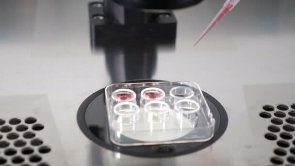 Nahaufnahme filigraner Labormanipulation, Überführung des Embryos vom Kryoprotektor in ein spezielles medizinisches Werkzeug zum späteren Einfrieren. Spezialist mit Pipette, um Embryo zu entnehmen. 4 k Video — Stockvideo