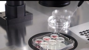 Embriyo kriyokorunması, embriyoların dondurulmasına hazırlanırken embriyolog ve paillette kamışının laboratuvar manipülasyonu. Embriyonun dondurucudan taşınması. 4k video