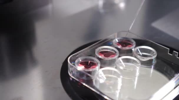 Kryokonservering av embryon i modernt vetenskapligt laboratorium på kliniken för familjeplanering. reproduktionsläkare som använder pipett under laboratoriemanipulering. Läkaren tar biomaterial från kolven. 4 k — Stockvideo