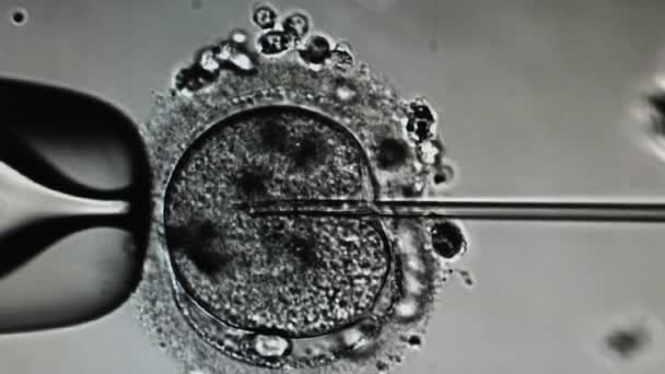 Ενδοπλασματική έγχυση σπέρματος. Προβολή μικροσκοπίου της εξωσωματικής γονιμοποίησης. εμβρυολόγος που εκτελεί την ένεση σπέρματος, ivficsi. 4 k βίντεο — Αρχείο Βίντεο