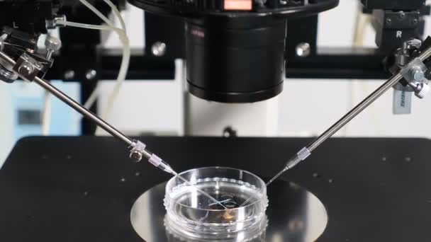 Utrustning för reproduktiv medicin i medicinskt laboratorium Närbild av nålar för mikromanipulatorer för icsi ivf-proceduren. Artificiell insemination i mikroskop. 4 k video — Stockvideo
