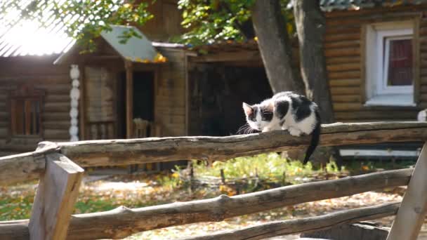 Vista al campo. Pequeño gatito. gato mullido sentado en valla de madera observando patio con hermosa luz de fondo. Retrato de gato, no hay gente alrededor. Disparos al exterior, cerca vieja y casa de madera en el fondo — Vídeo de stock