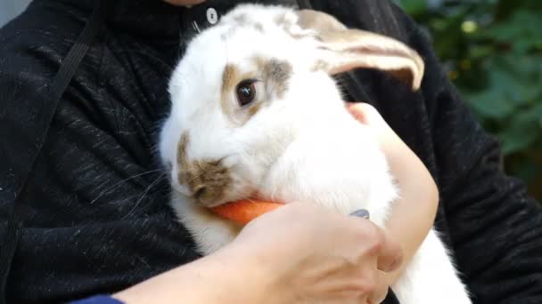 Nourrir un gros lapin avec de la carotte. Grand lapin affamé sucré sur les bras humains mangeant des carottes juteuses fraîches. Personne méconnaissable nourrir la carotte à beau lapin domestique pelucheux. Vidéo 4 k — Video