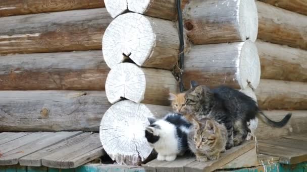 Gatinhos multicoloridos bonitos sentam-se em conjunto com a parede da casa de madeira feita de troncos de madeira no fundo. Animais de estimação e gatos saudáveis e adoráveis. hd completo — Vídeo de Stock