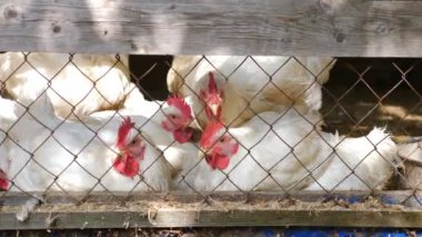 Geleneksel serbest çiftlikteki tavuklar. Tavuklar tel örgülerden yemek gagalıyor. Çayırdaki tavuklar. Tam Hd