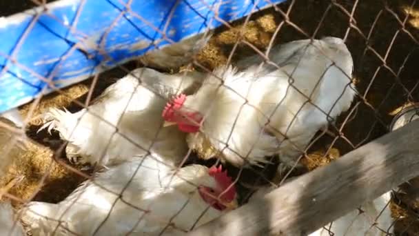 Chickens inside of traditional free range poultry farm. Chickens pecking food through mesh fence. chickens in paddock. Full hd — Stock Video