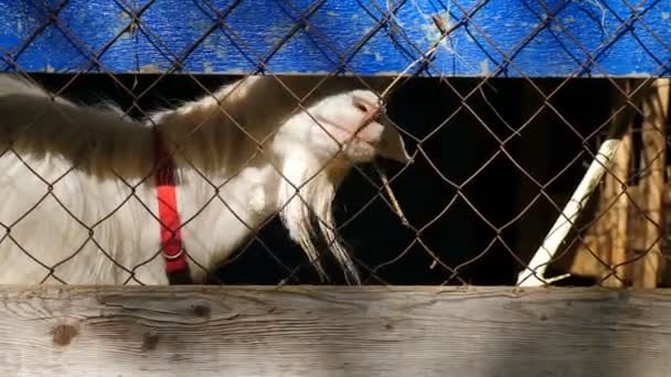 Cabra branca doméstica Comer grama seca atrás de cerca de arame. conceito do agregado familiar do condado privado. hd completo — Vídeo de Stock