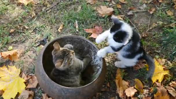 Top view on young kittens playing together. Wild kitten inside pottery jar while another cat stands on two legs. Funny scene of two brother kittens that provoke and fight, playing tirelessly. 4 k — Stock Video