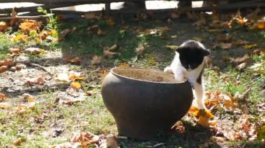 Genç kedi dışarıda oynuyor. Vahşi kedi yavrusu çanak çömlek kavanozunda hassas bir şekilde yürüyor. Arka planda sarı yapraklı kedi yavrusu sahnesi. 4k video