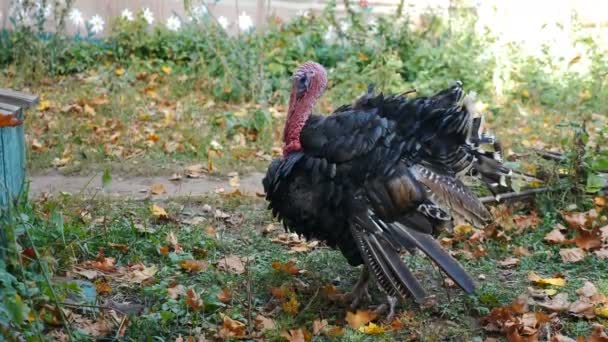 Wandelen van kalkoen in paddock. Grasland gekweekt kalkoen op particuliere boerderij. Grote mannelijke kalkoen met rode kuif en rode snood wandelen op zonnige dag in de zomer. 4 k video — Stockvideo