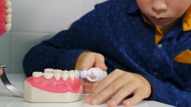 Diş fırçası ve çene modeli kullanarak diş temizlemeyi öğreten bir ortodontist. Çocuk dişlerini fırçayla temizlemeye çalışıyor. Yakın plan. Ağız hijyeni. 4k video