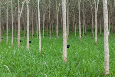 Hevea brasiliensis Muell 'in manzarası. Arg. Ya da Para Lastik Bahçesi