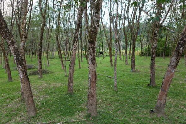 Пейзаж Hevea Brasiliensis Muell Арг Резиновый Сад — стоковое фото