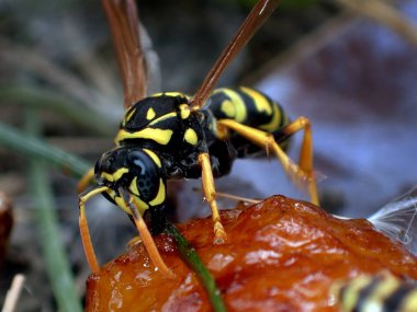 Wasp tatlı meyve yiyor