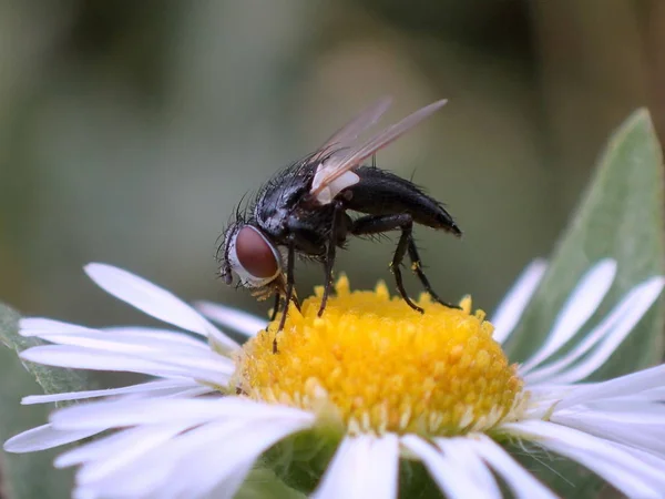 Fluga Som Sitter Blomma Makro — Stockfoto