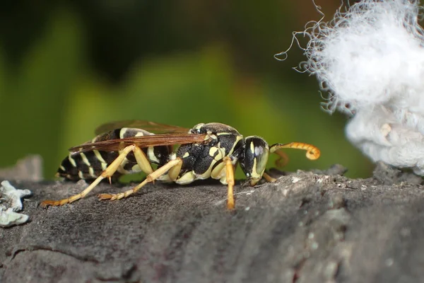 Wasp Siedząc Gałęzi Drzewa Makro — Zdjęcie stockowe