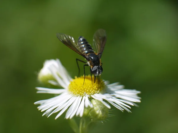 Insekt Som Samlar Pollen Makro — Stockfoto