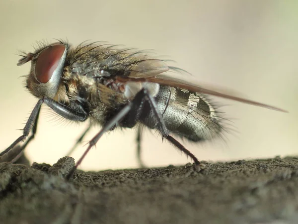 Fluga Nära Håll Makro — Stockfoto