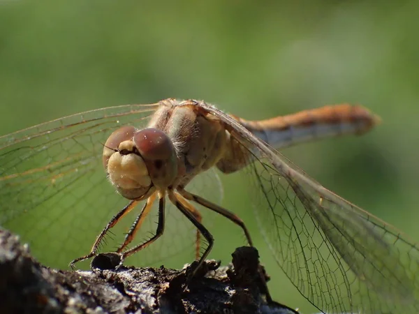 Libélula Sobre Fundo Verde Fechar — Fotografia de Stock