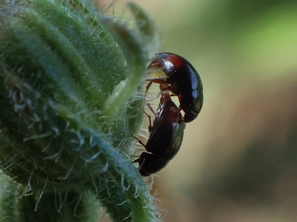 Twee Insecten Voortplanting Macro — Stockfoto