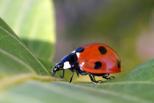 Una Mariquita Que Escondió Follaje Macro — Foto de Stock