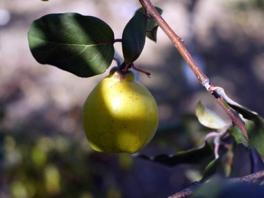 Meyve ayva dalı. Yakın çekim.