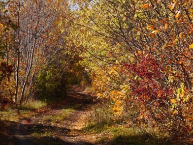 Sonbahar ormanda izlemek.