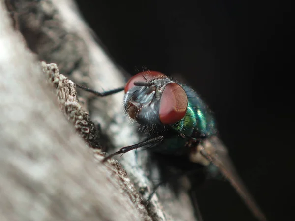 Grön Fluga Sitter Trädgren Makro — Stockfoto