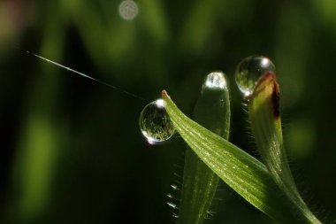 Pörsümüş bir kök üstünde tepe-in böcek. Makro.