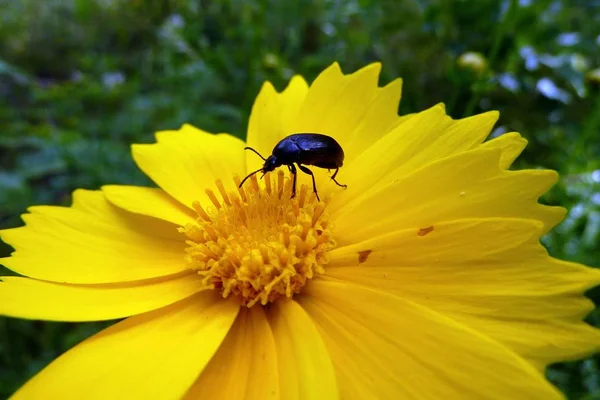 Insecto Una Flor Amarilla Come Polen Cerca — Foto de Stock