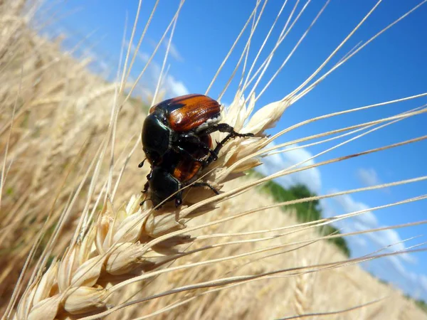 Dos Escarabajos Aparean Una Espiga Trigo Macro — Foto de Stock