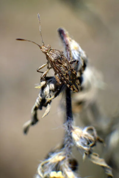 Bug Szczycie Pnia Zwiędły Makro — Zdjęcie stockowe