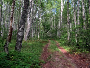 Huş ağacı orman yolda. Rusya.