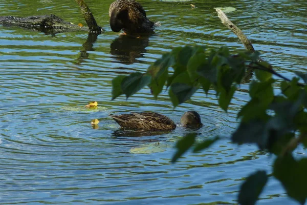 Ente Schwimmt Teich — Stockfoto