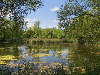 Willows sahilde gölet.
