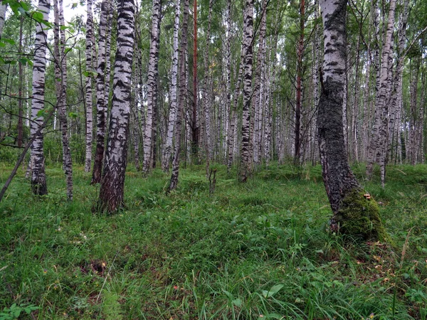 Floresta Bétulas Região Yaroslavl — Fotografia de Stock