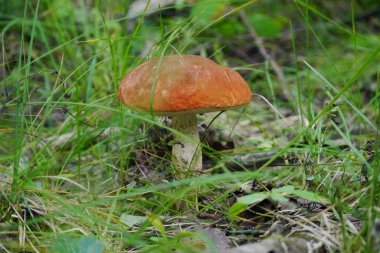 Çimenlerde mantar mantarı var..